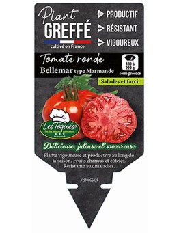 TOMATE RONDE BELLEMAR TYPE MARMANDE PLANT GREFFÉ