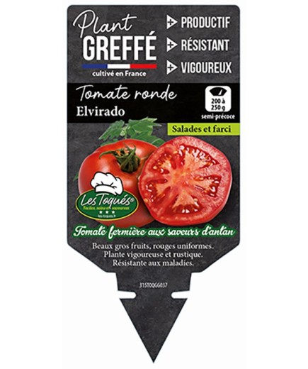 TOMATE RONDE ELVIRADO  PLANT GREFFÉ
