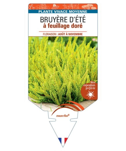 CALLUNA VULGARIS voir Bruyère d'été à feuillage doré