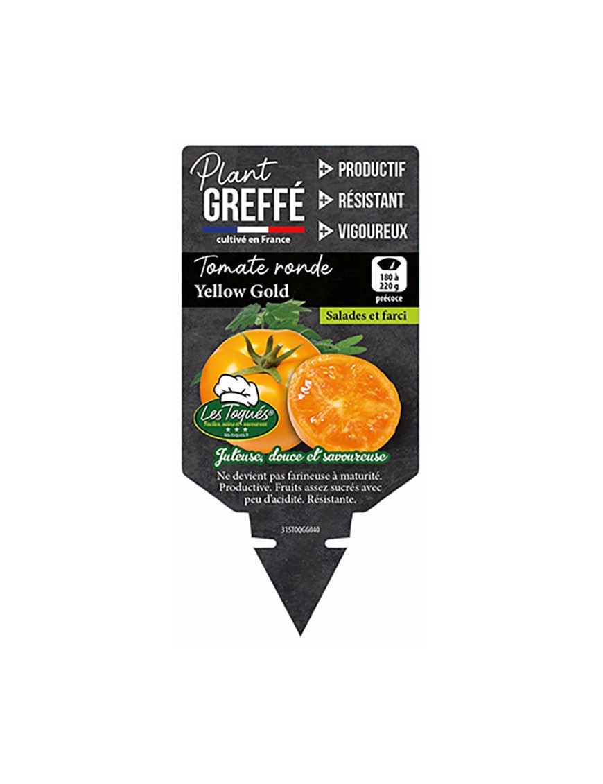 TOMATE YELLOW GOLD  PLANT GREFFÉ