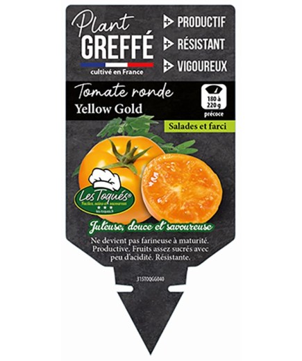 TOMATE YELLOW GOLD  PLANT GREFFÉ