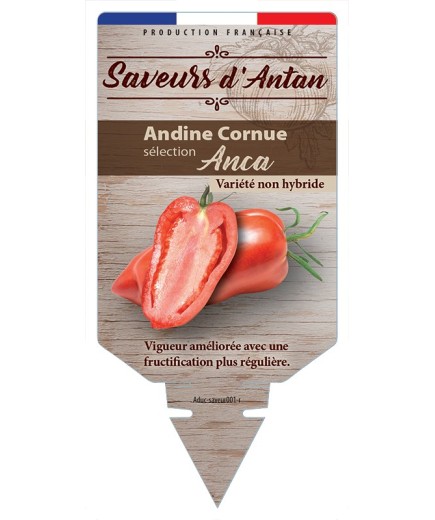 TOMATE ANDINE CORNUE SÉLECTION ANCA