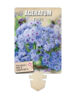AGERATUM NAIN (bleu) *