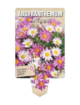 ARGYRANTHEMUM - ANTHEMIS (varié) *
