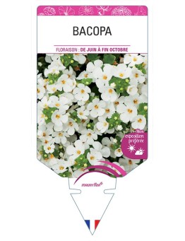 BACOPA SUTERA