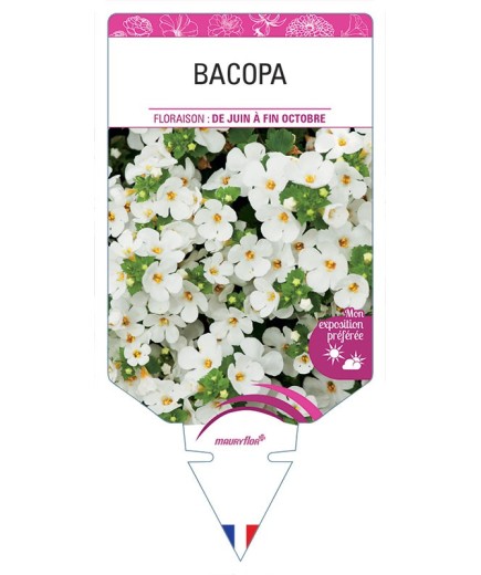 BACOPA SUTERA