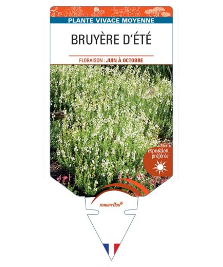 DABOECIA CANTABRICA voir Bruyère d'été (blanc)