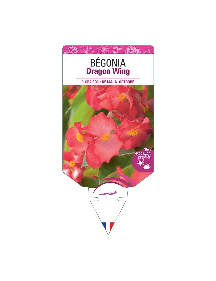 BÉGONIA DRAGON WING