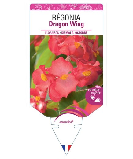 BÉGONIA DRAGON WING