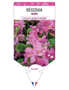 BÉGONIA NAIN (rose) *
