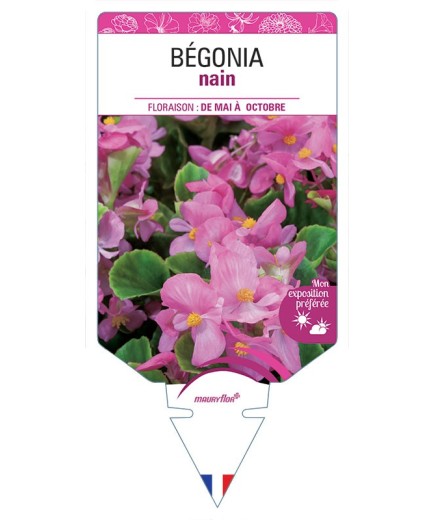 BÉGONIA NAIN (rose) *