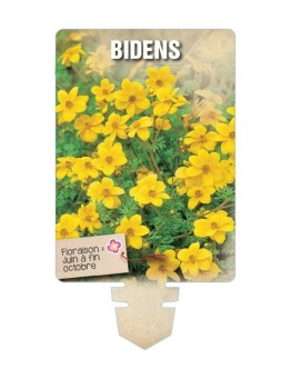 BIDENS *