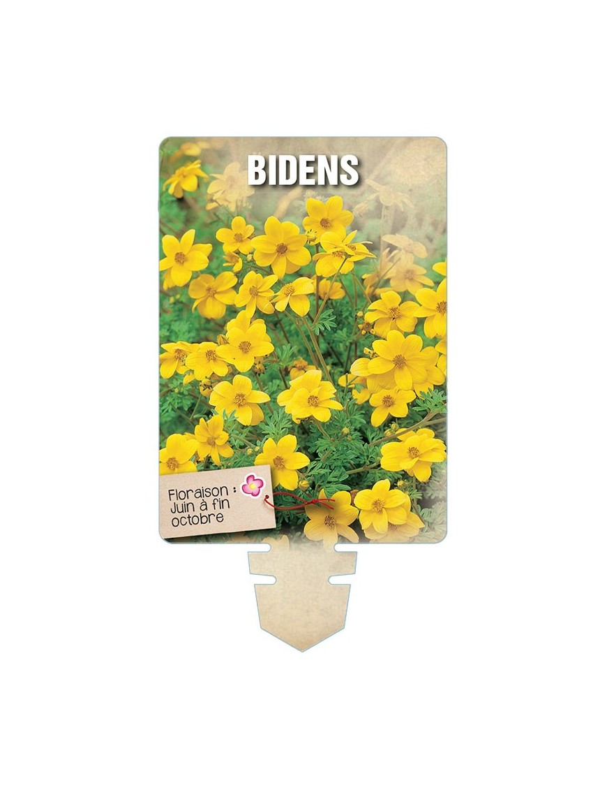 BIDENS *