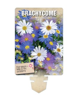 BRACHYCOME (varié) *