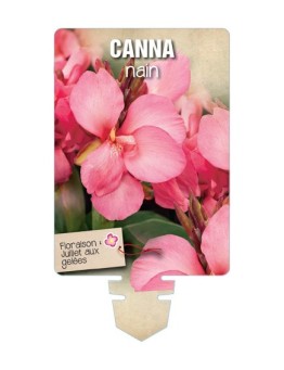 CANNA NAIN (rose à feuillage vert) *