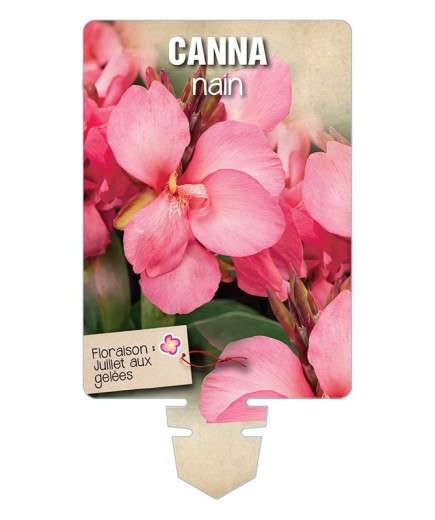 CANNA NAIN (rose à feuillage vert) *