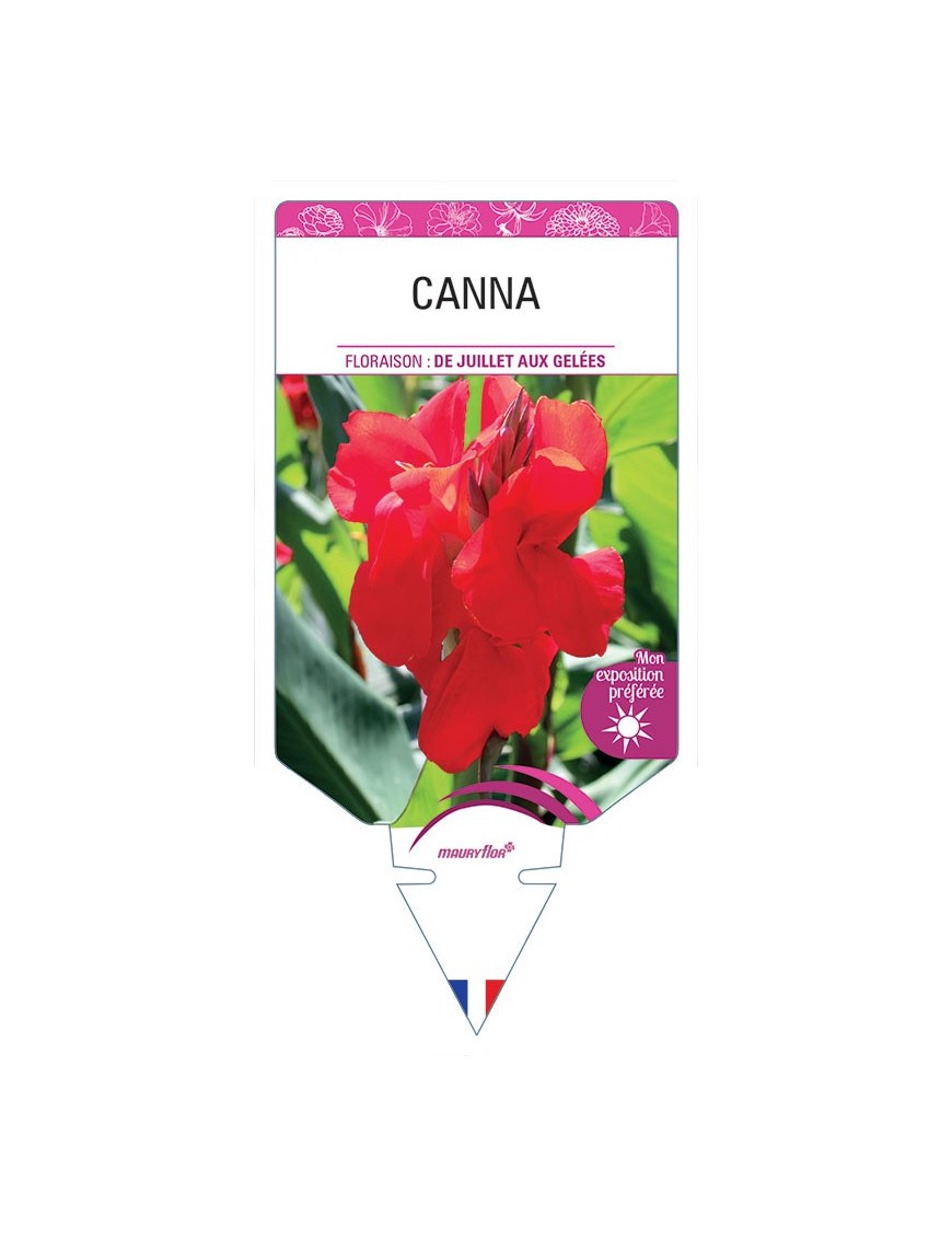 CANNA (rouge) *