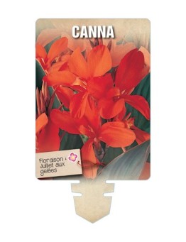 CANNA (rouge orangé à feuillage brun) *