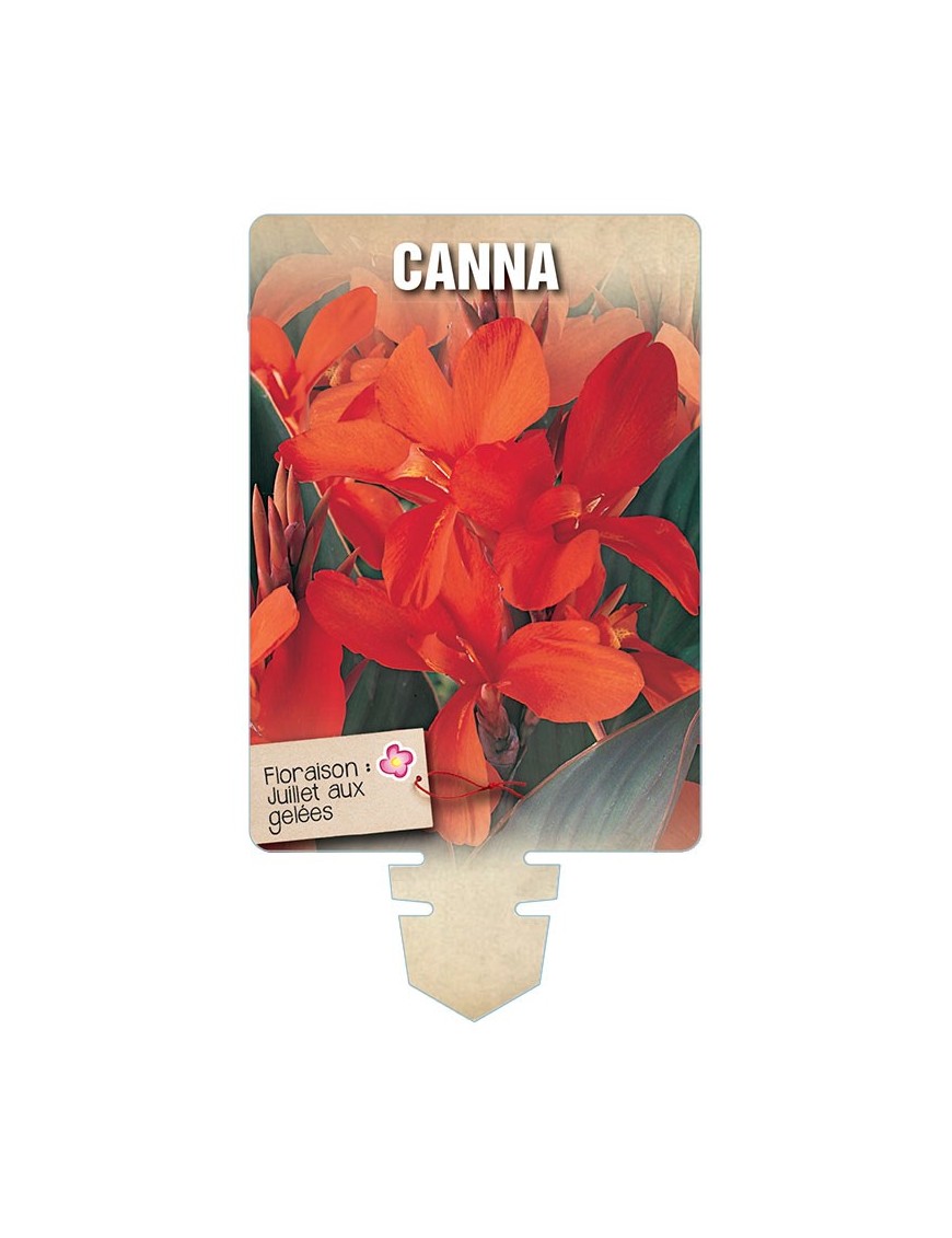 CANNA (rouge orangé à feuillage brun) *