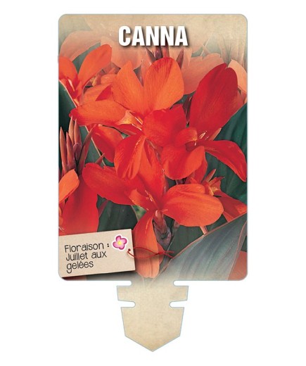 CANNA (rouge orangé à feuillage brun) *