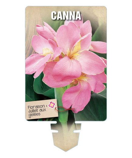 CANNA (rose) *
