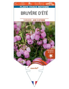 DABOECIA CANTABRICA voir Bruyère d'été (rose)