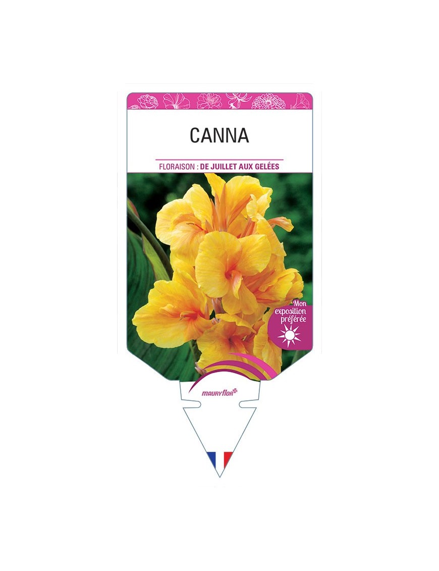 CANNA (orange à feuillage vert) *