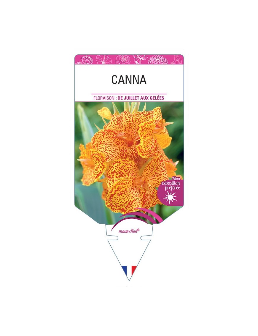 CANNA (jaune tigré à feuillage vert) *