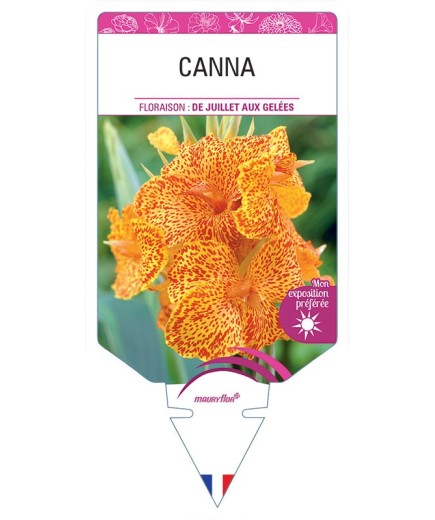 CANNA (jaune tigré à feuillage vert) *