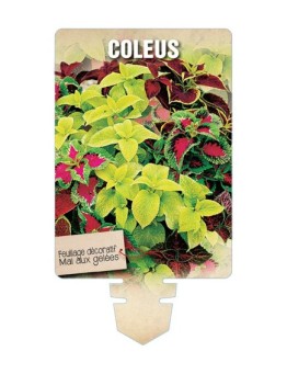 COLEUS (varié) *