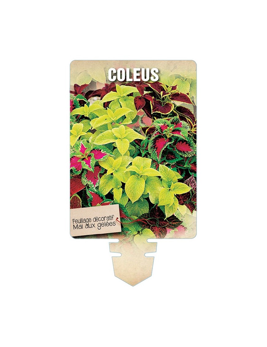 COLEUS (varié) *