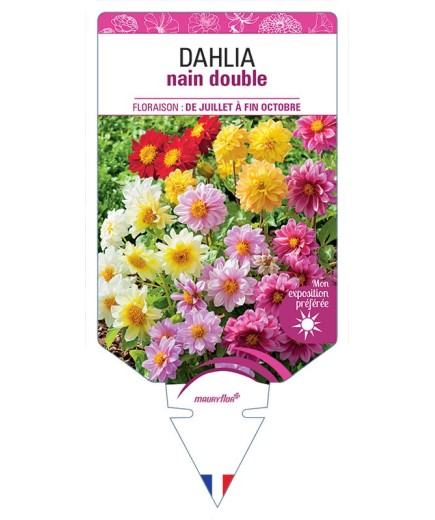 DAHLIA NAIN DOUBLE (varié) *