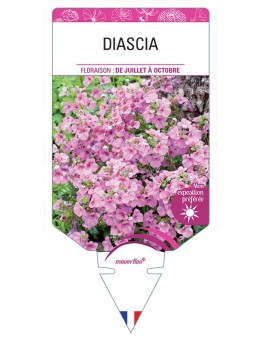 DIASCIA (varié) *