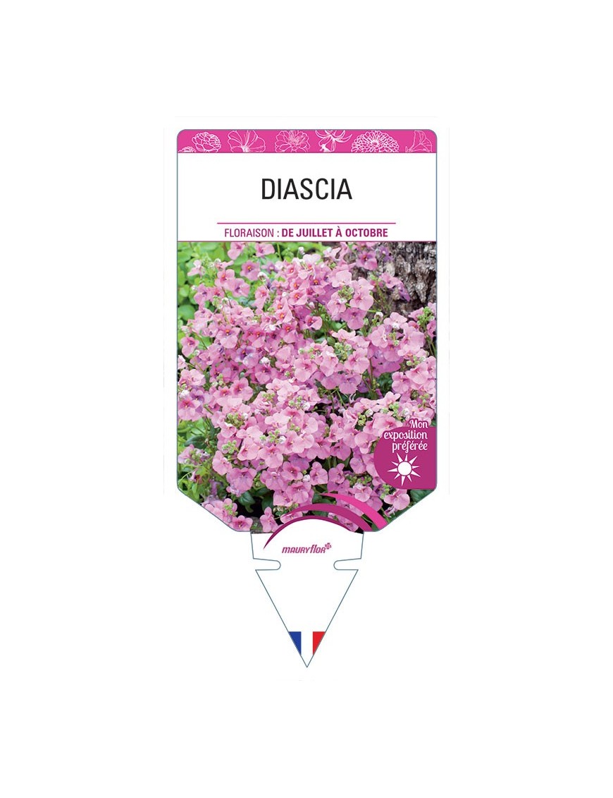 DIASCIA (varié) *