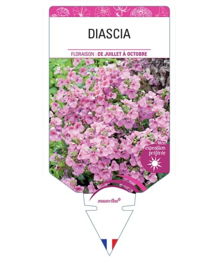 DIASCIA (varié) *