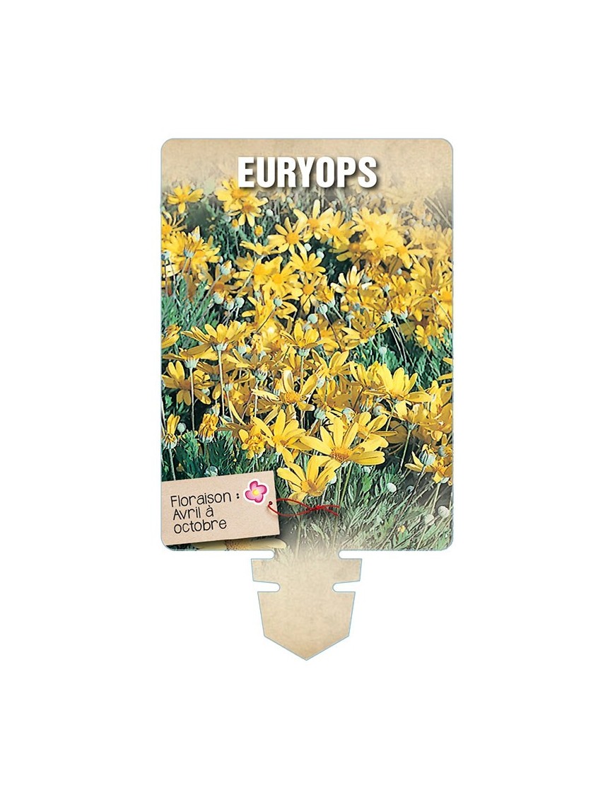 EURYOPS *