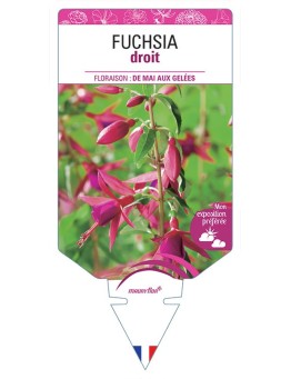 FUCHSIA DROIT (varié) *
