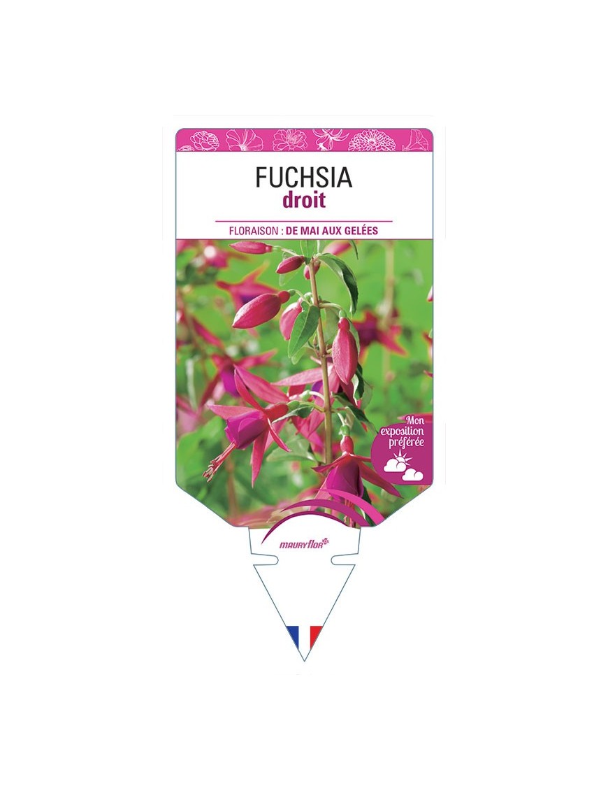 FUCHSIA DROIT (varié) *