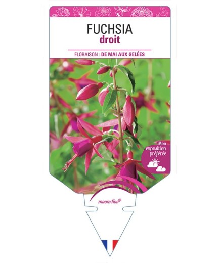 FUCHSIA DROIT (varié) *