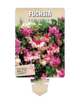 FUCHSIA RETOMBANT (varié) *