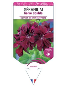 GÉRANIUM LIERRE DOUBLE (grenat)