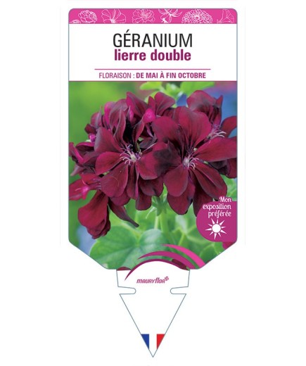 GÉRANIUM LIERRE DOUBLE (grenat)