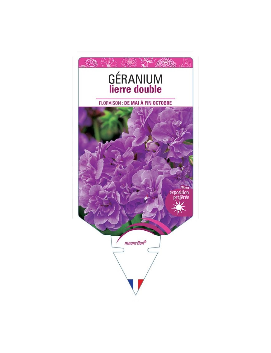 GÉRANIUM LIERRE DOUBLE (mauve)