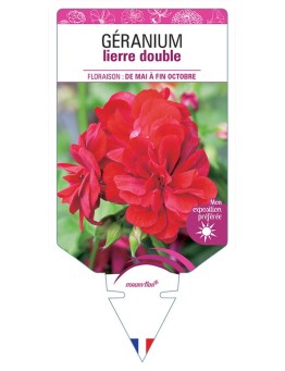 GÉRANIUM LIERRE DOUBLE (rouge)