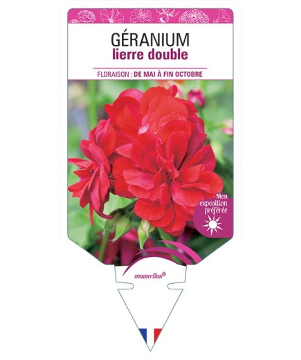 GÉRANIUM LIERRE DOUBLE (rouge)