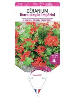 GÉRANIUM LIERRE (simple) IMPÉRIAL