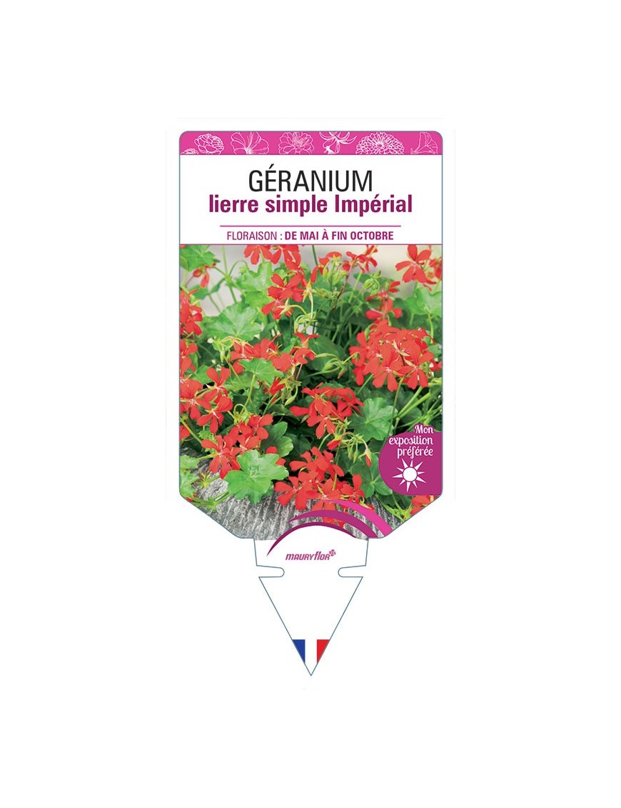 GÉRANIUM LIERRE (simple) IMPÉRIAL