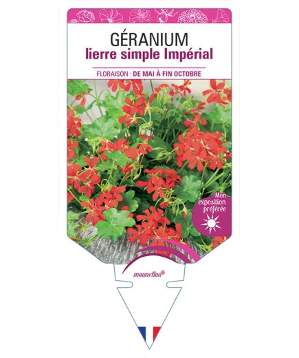 GÉRANIUM LIERRE (simple) IMPÉRIAL