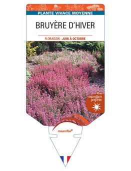 ERICA CINEREA voir Bruyère d'hiver (en mélange)