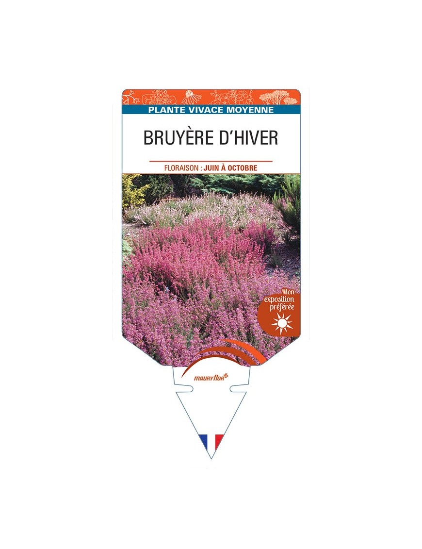 ERICA CINEREA voir Bruyère d'hiver (en mélange)
